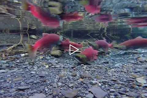 Alaskan Salmon On There Spawning Beds