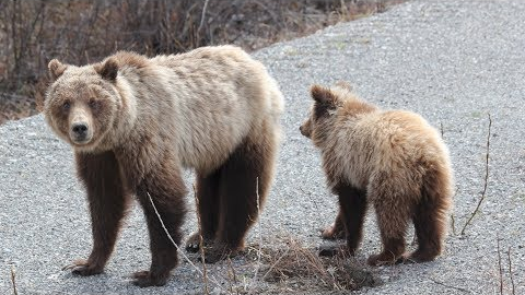 Momma Grizzly Teaching Her 3 Cubs to Forage