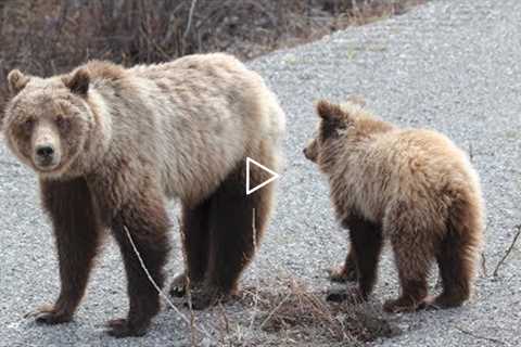 Momma Grizzly Teaching Her 3 Cubs to Forage