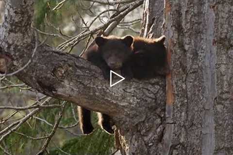 Black Bear Cubs Climbing Down Tree | Wild Alaska | BBC Earth