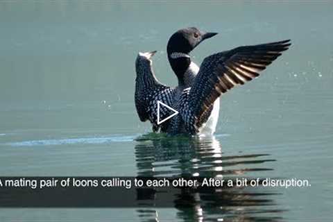 A mating pair of loons calling to regroup after a bit of disruption. Alaska