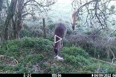 Browning trail camera montage