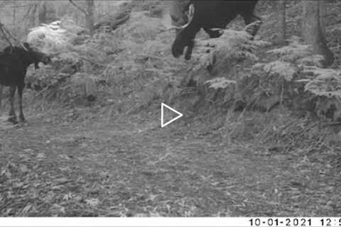 Trail Camera Video  May 11, 2022