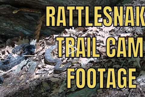 TIMBER RATTLESNAKE DENS/TRAIL CAM FOOTAGE