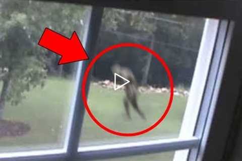 5 Mysterious Creatures Caught on Tape : Top 5 STRANGE Creatures