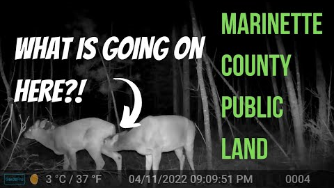 April 10th - 30th Marinette County All Public Land Trail Cam Videos