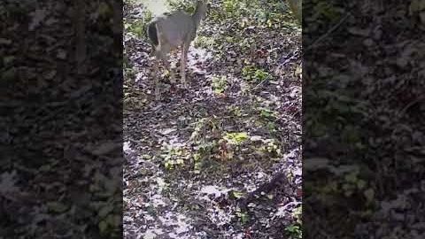 Deer with arrow sticking through it caught on Trail game camera Injured