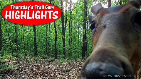 A scary camera, tick on buck's face, and a bobcat!  Thursday's Trail Cam Highlights: 6.30.22