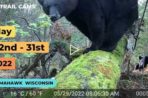 May 22nd-31st 2022 Tomahawk Wisconsin Trail Cam Videos