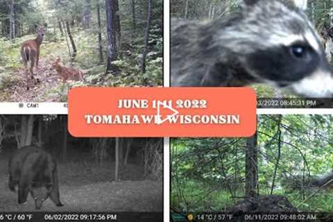 June 1-11 Tomahawk Wisconsin Trail Cam Videos