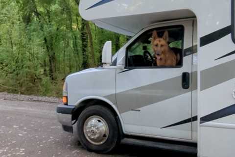 6 Summer Must-Have RV Accessories for Traveling with Pets