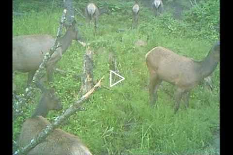 Trail Camera June 26, 2022