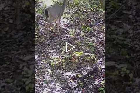 Deer with arrow sticking through it caught on Trail game camera Injured