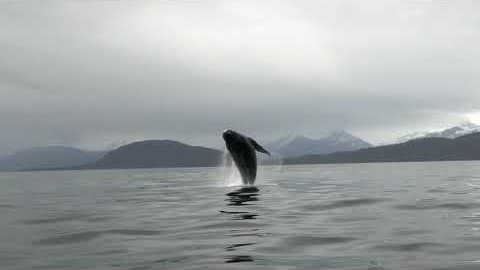 Humpback Breaching Spree! Alaskan Wildlife - Juneau, Alaska