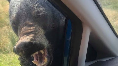 Bear Rips Camper Door Off And Eats Young Logger