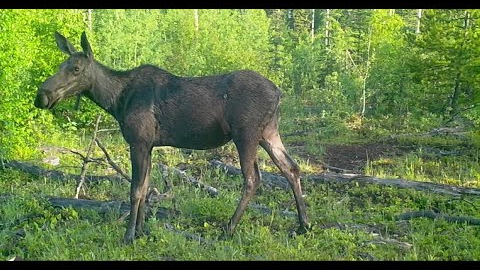 Trail Camera Video – June 28, 2022