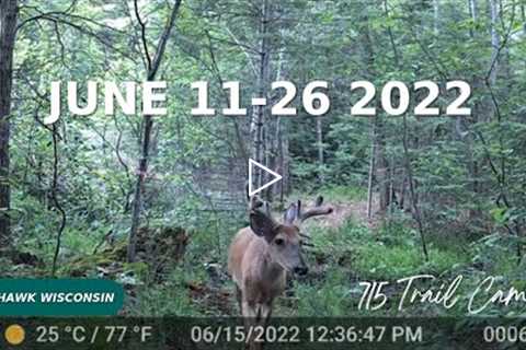 June 11-26 2022 Tomahawk Wisconsin Trail Cam Videos