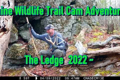 Maine Wildlife Trail Cam Adventures ~ The Ledge 2022