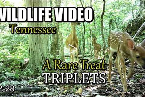 Narrated Wildlife Video 22-28 from Trail Cameras in the Tennessee Foothills of the Smoky Mountains