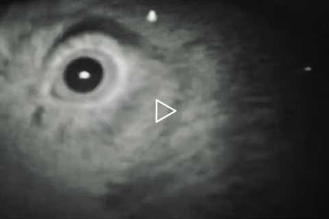 PREDATOR STARES AT TRAIL-CAM, SHOWS ITSELF!