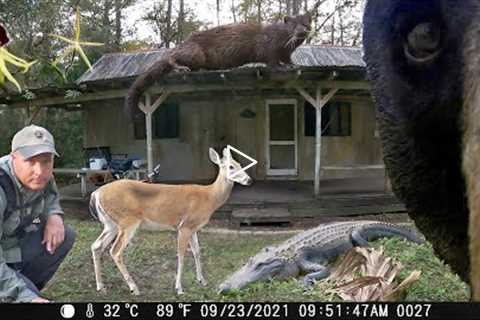 Tim Harrell - Thanksgiving At The Fakahatchee Hilton Trail Camera Pickup