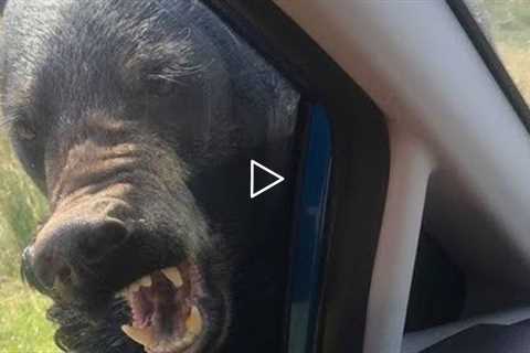 Bear Rips Camper Door Off And Eats Young Logger