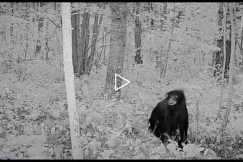 THIS CREATURE WAS CAUGHT ON TRAIL CAM!! - Game Hunter Shares A Unknown Creature Recorded On Camera!!