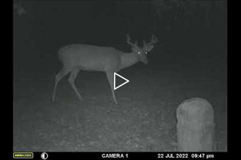 Trail Camera Videos July 2022 - Plus Trail Camera Contest for August.  Detail at End.