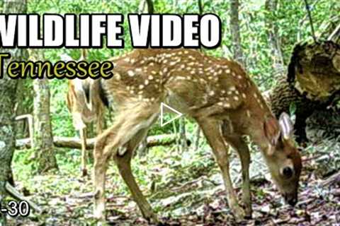 Narrated Wildlife Video 22-30 from Trail Cameras in the Tennessee Foothills of the Smoky Mountains