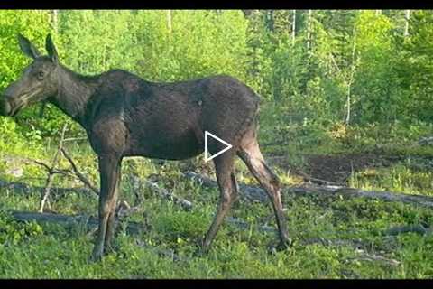 Trail Camera Video – June 28, 2022