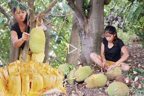 Natural ripe jackfruit for snack - Survival solo in forest