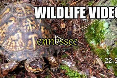 Narrated Wildlife Video 22-31 from Trail Cameras in the Tennessee Foothills of the Smoky Mountains