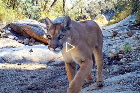 Trail Camera Setup and Pickup: A Spring Among the Pines (My First Video of a Mountain Lion Hunting!)