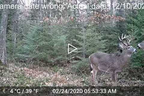 Best Trail Cam Footage of 2020