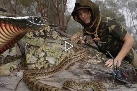 Exploring SNAKE ISLAND - Deadly ANIMALS AUSTRALIA! (Spiders/Snakes/Mudcrabs)