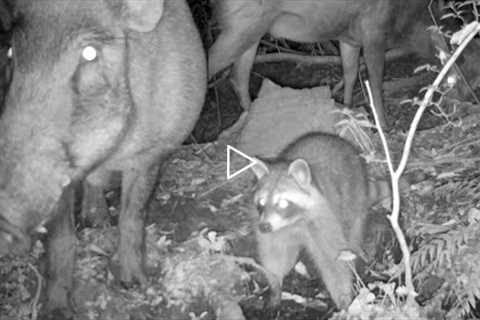 Raccoons, wild boar, deer, and tanuki! Trail camera footage