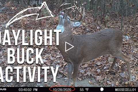 150+ Trail Camera Study Across 100,000 Acres in PA - Steve Sherk