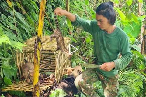 Spotted civet eats fruit, makes some primitive traps, leaves the trap, survival alone