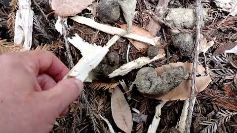How To Identify Mountain Lion Scat  (confirmed with trail camera)