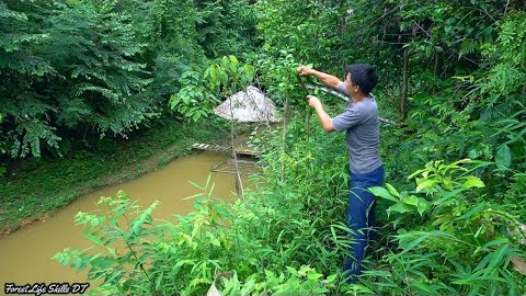 Harvest and dry roast to preserve fresh tea - Green forest life