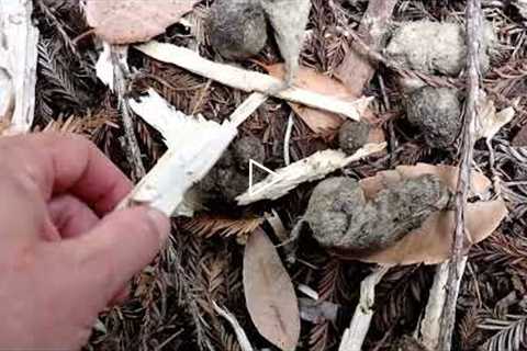 How To Identify Mountain Lion Scat  (confirmed with trail camera)