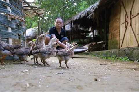 This is a big surprise! Capturing and taming wild chickens, Primitive Skills (ep182)