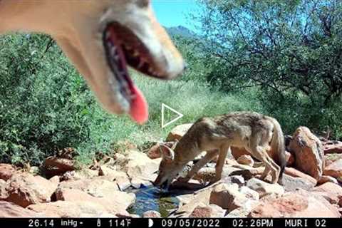 Arizona Trail Camera:  Hot Dogs & Cool Cats
