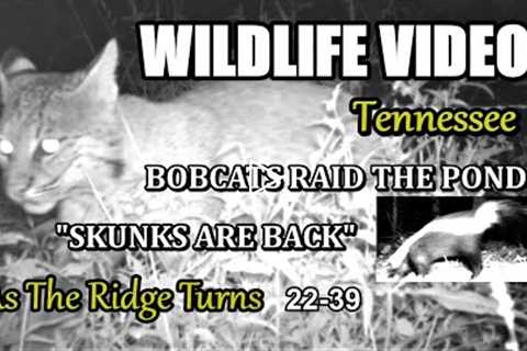 Narrated Wildlife Video 22-39 from Trail Cameras in the Tennessee Foothills of the Smoky Mountains