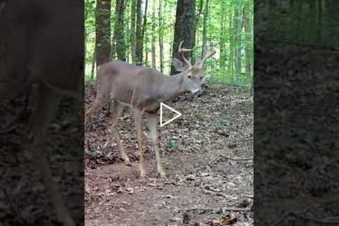 Trail Camera: Two White-Tail Bucks Walk By!!!