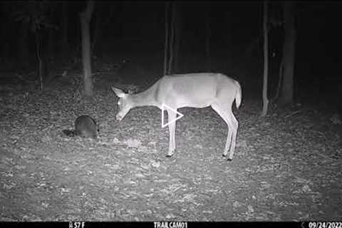 Pennsylvania Trail Camera Pickup - September 2022