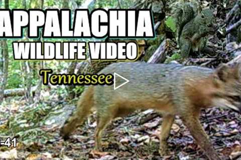 Appalachia Wildlife Video 22-41 from Trail Cameras in the Tennessee Foothills of the Smoky Mountains