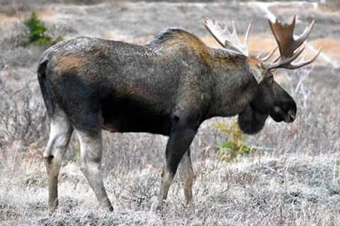 Moose Romance and the Cutest Sparing Match Ever