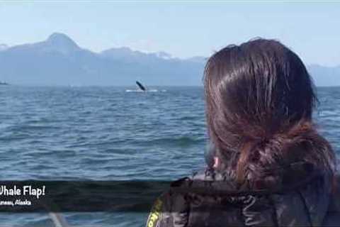 Whale Flap!  Alaskan Wildlife - Juneau, Alaska