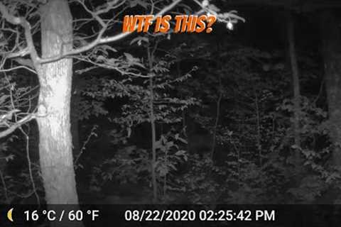 Northern MN 2022 Trail Cam footage